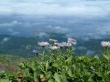 Erigeron thunbergii. Цветущие растения. Камчатский край, Елизовский р-н, подножье вулкана Авачинский. 13.07.2008.