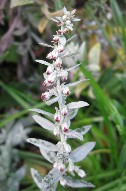 Изображение особи Artemisia ludoviciana.