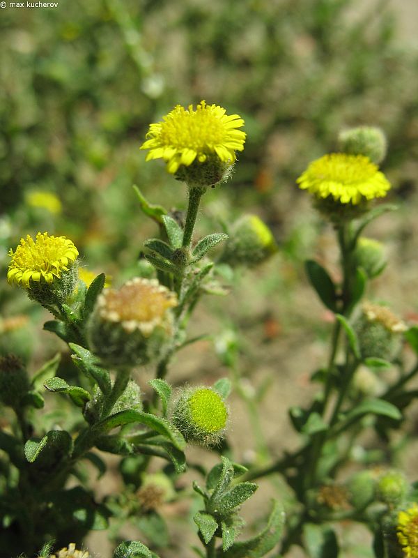 Image of Pulicaria vulgaris specimen.