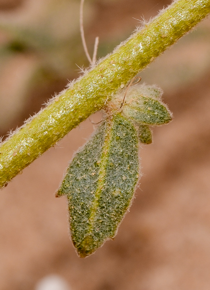 Image of Morettia canescens specimen.