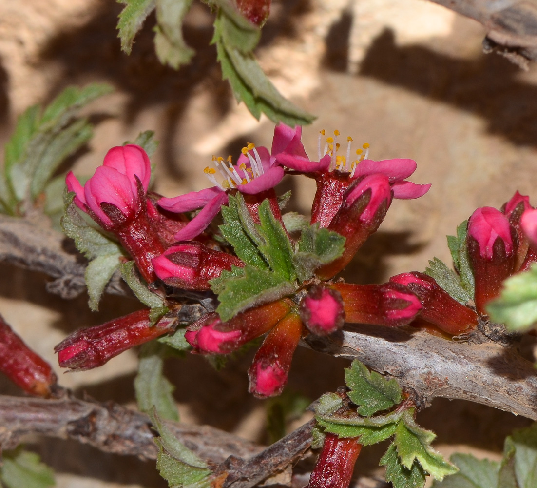 Image of Cerasus prostrata specimen.