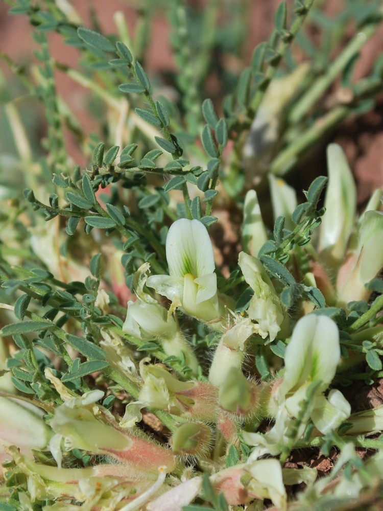 Изображение особи Astragalus chionanthus.