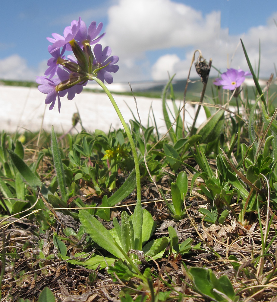 Изображение особи Primula algida.