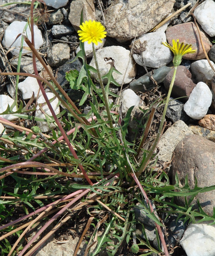 Изображение особи род Taraxacum.