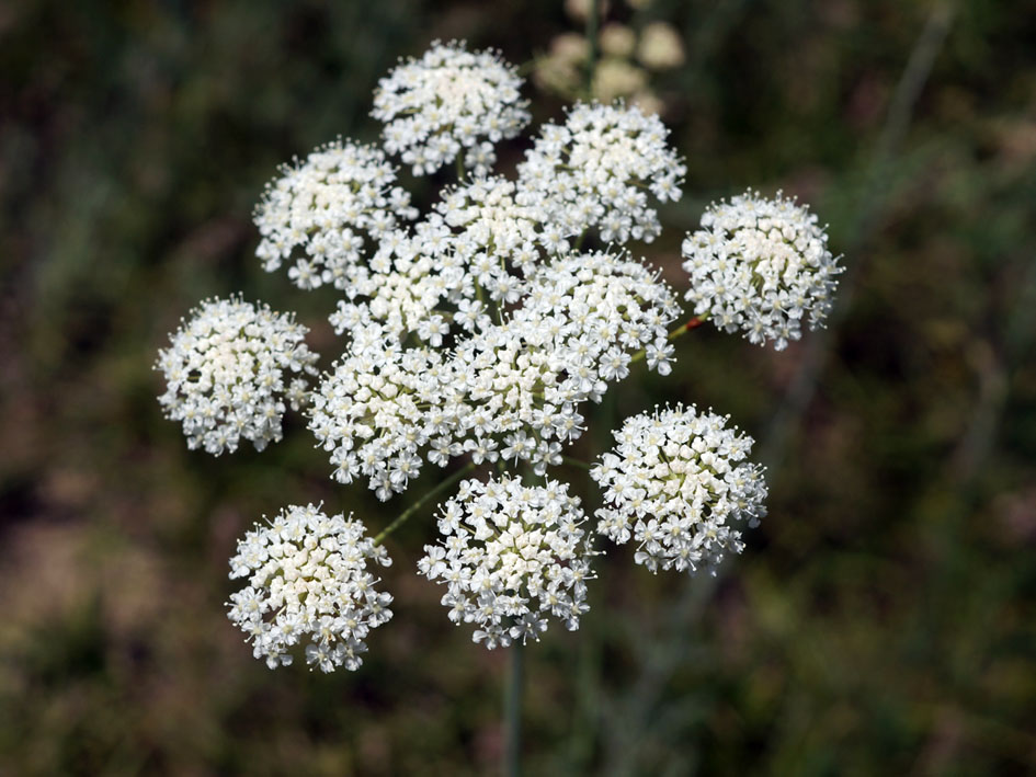 Image of Hyalolaena bupleuroides specimen.