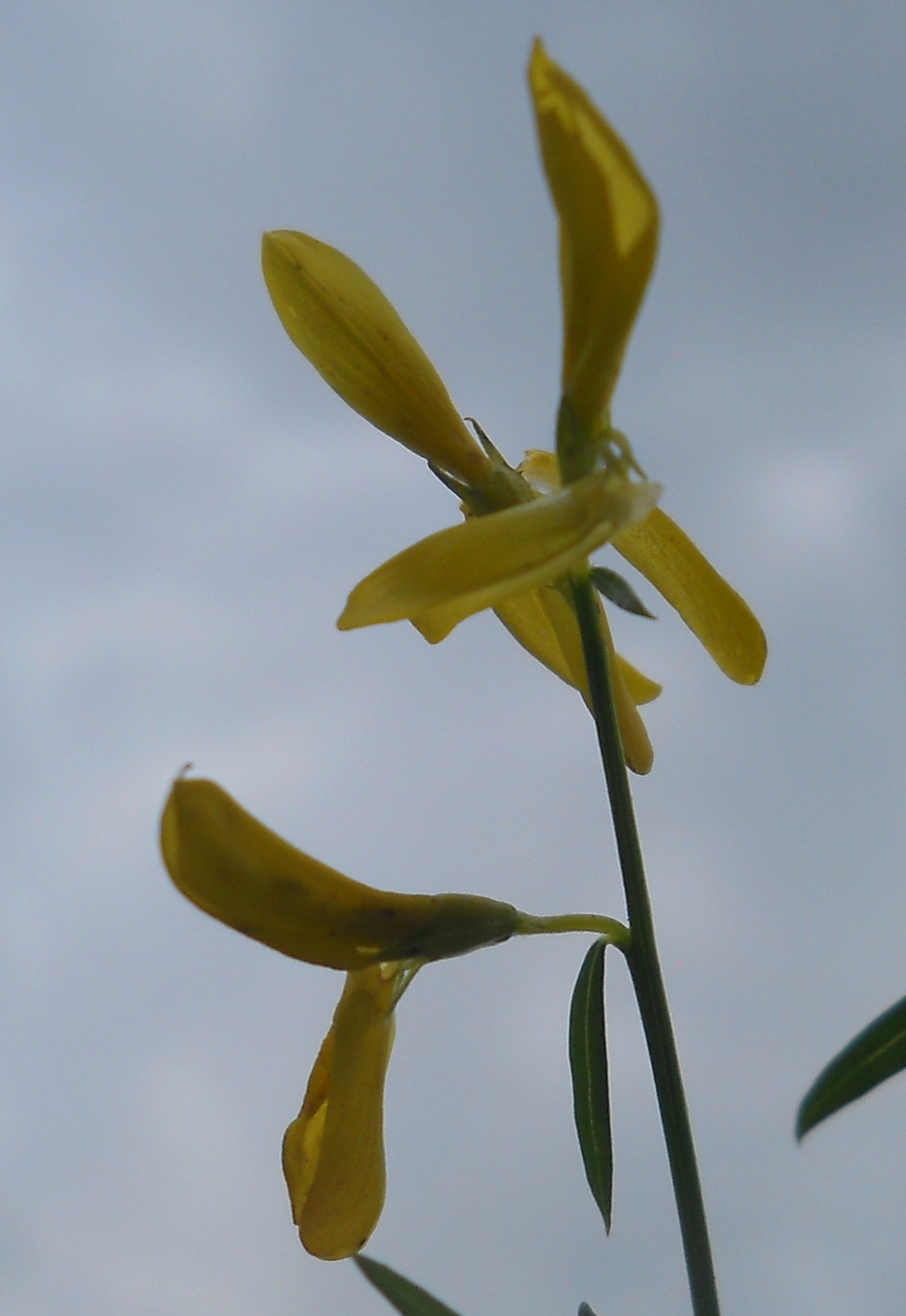 Image of Genista abchasica specimen.