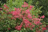 Euonymus verrucosus. Часть кроны с осенней окраской листьев. Калужская обл., ст. Думиничи. 19.08.2009.