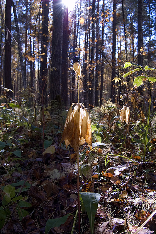 Image of Paris quadrifolia specimen.