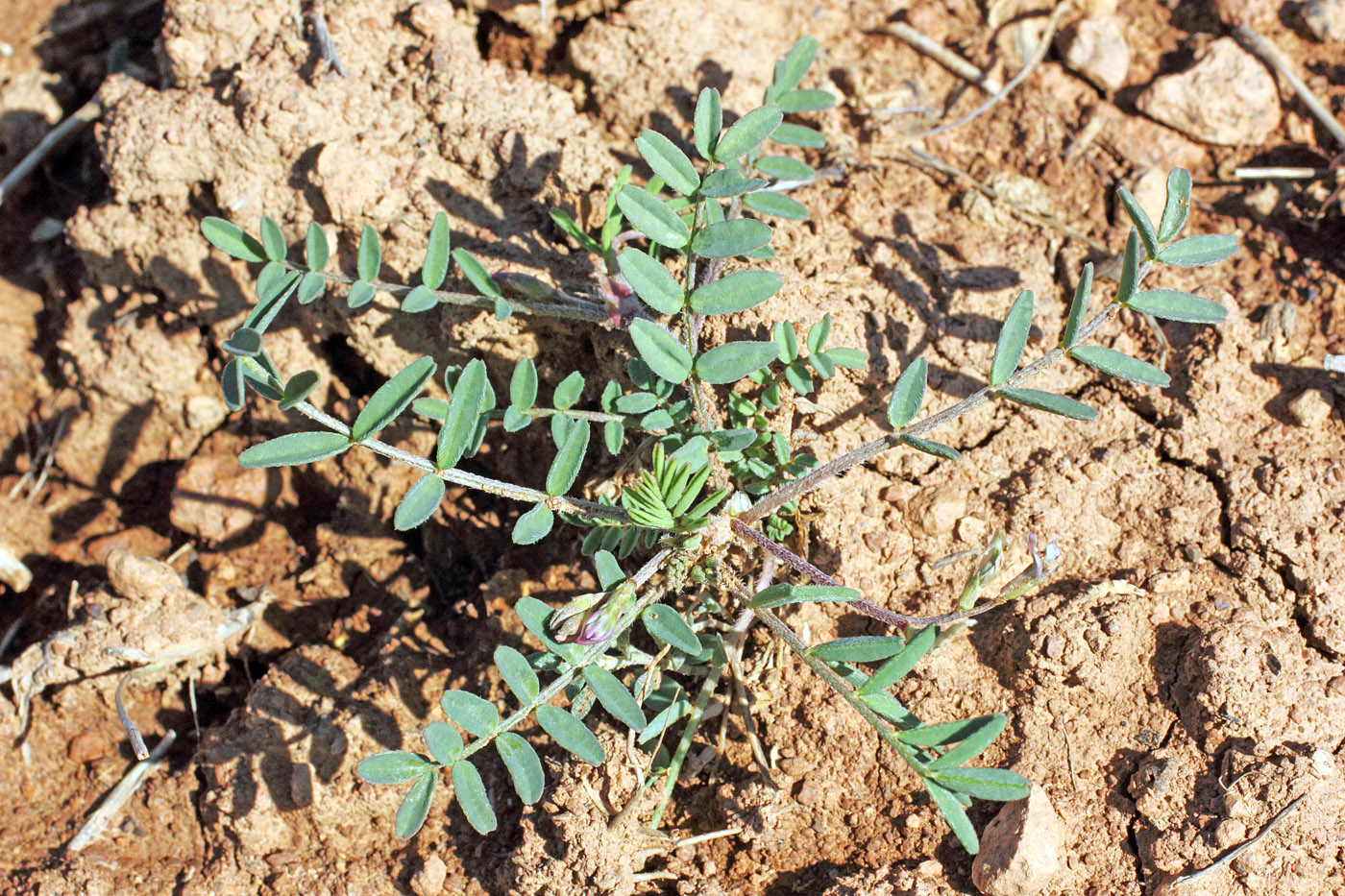 Image of Astragalus commixtus specimen.