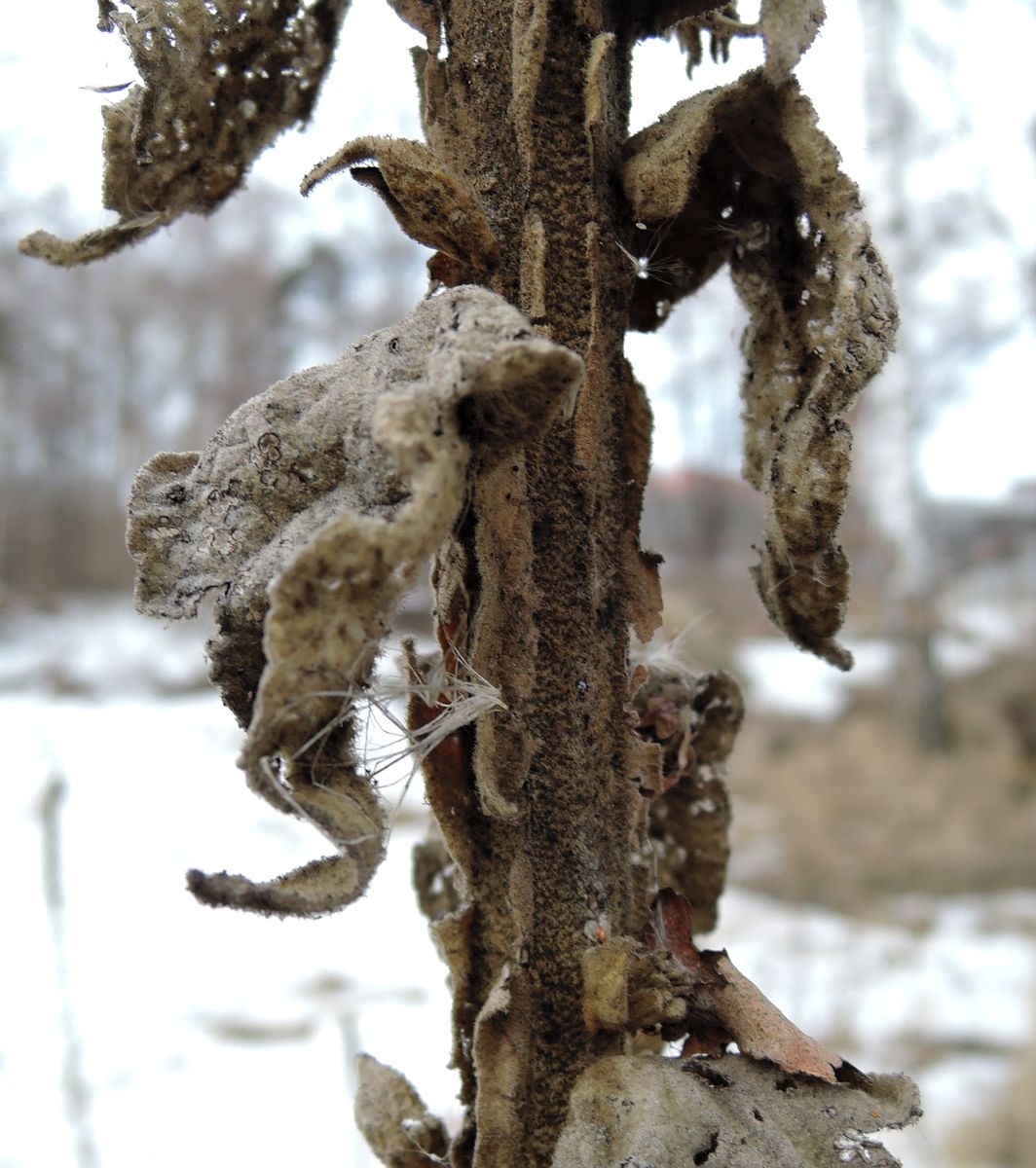 Image of Verbascum thapsus specimen.