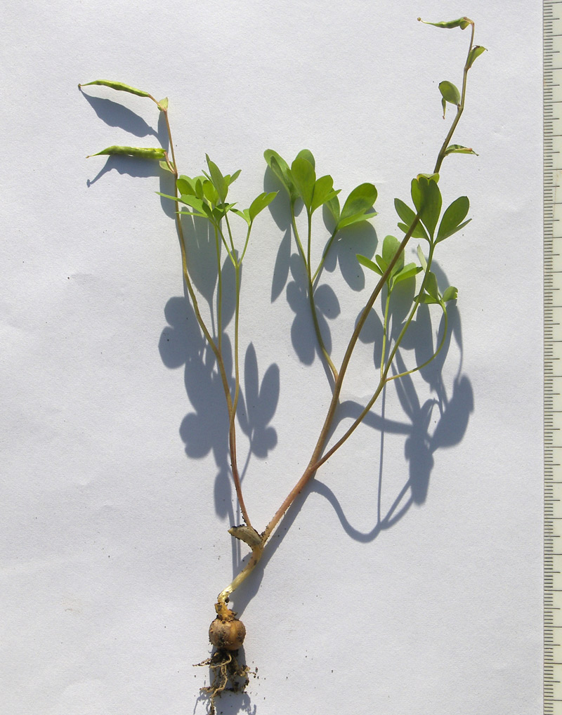 Image of Corydalis caucasica specimen.