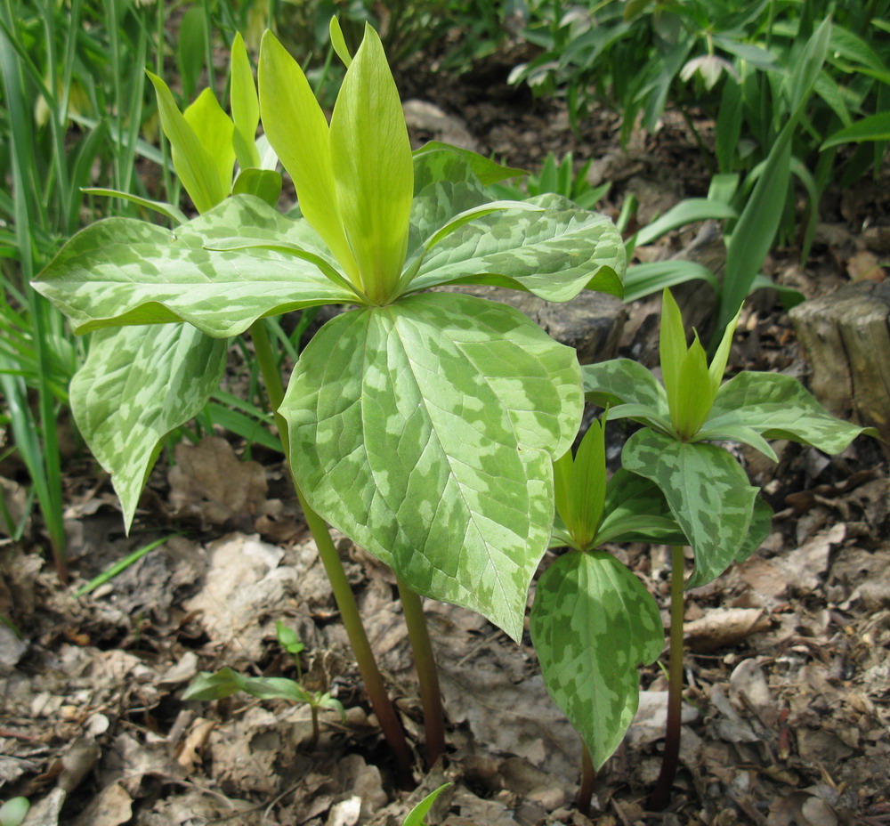 Изображение особи Trillium cuneatum.