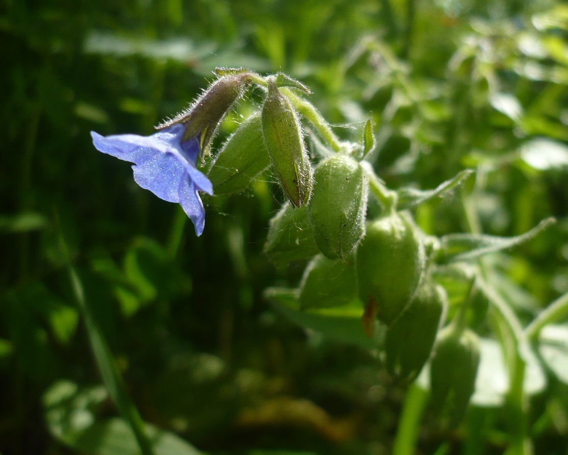 Изображение особи Pulmonaria mollis.