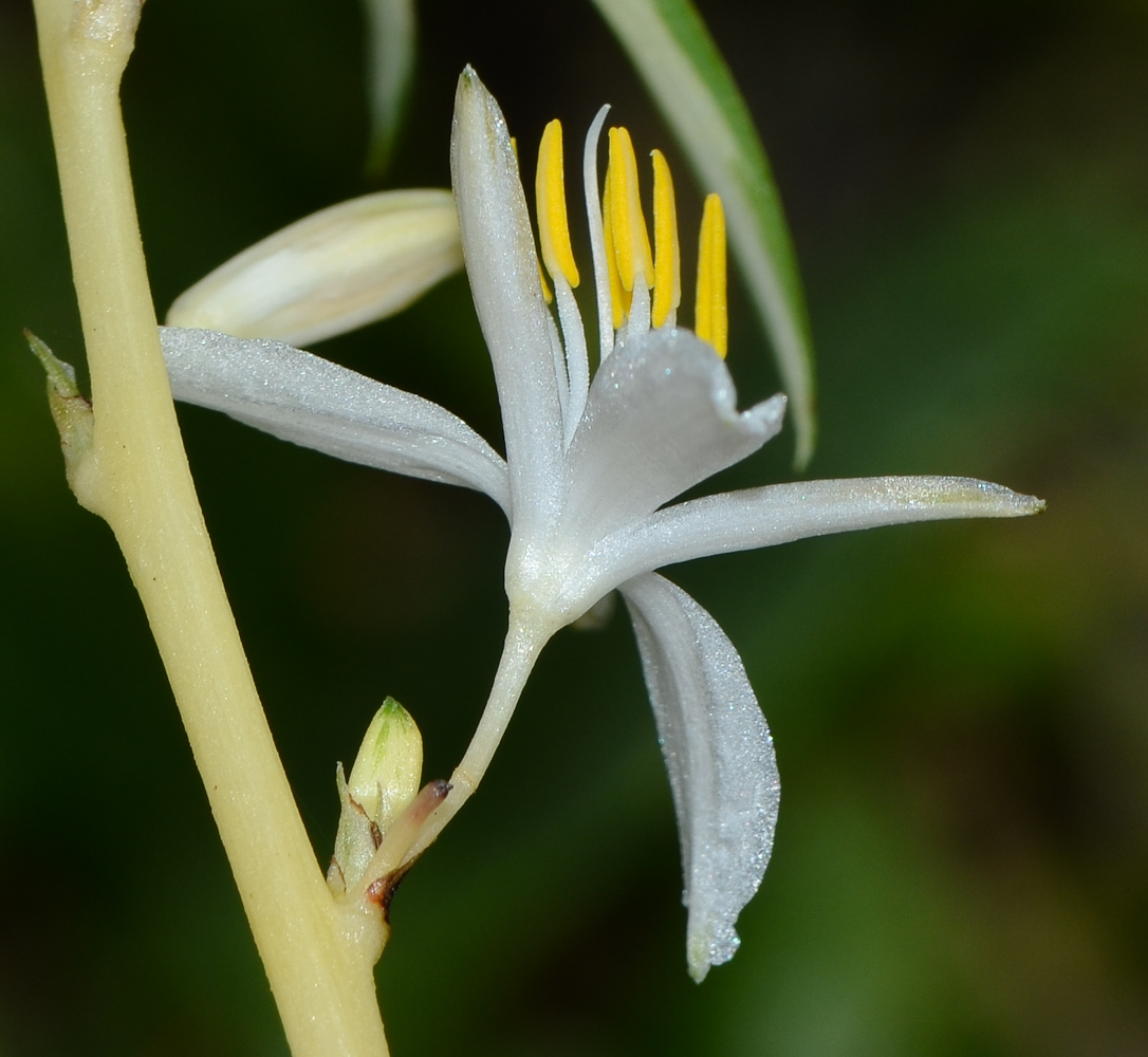 Image of Chlorophytum comosum specimen.