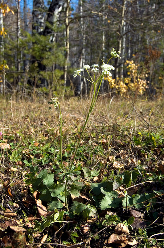 Изображение особи Pimpinella nigra.