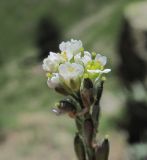 Draba stylaris. Верхушка побега с цветками и плодами. Кабардино-Балкария, Эльбрусский р-н, долина р. Ирик, ок. 2400 м н.у.м. 14.07.2016.