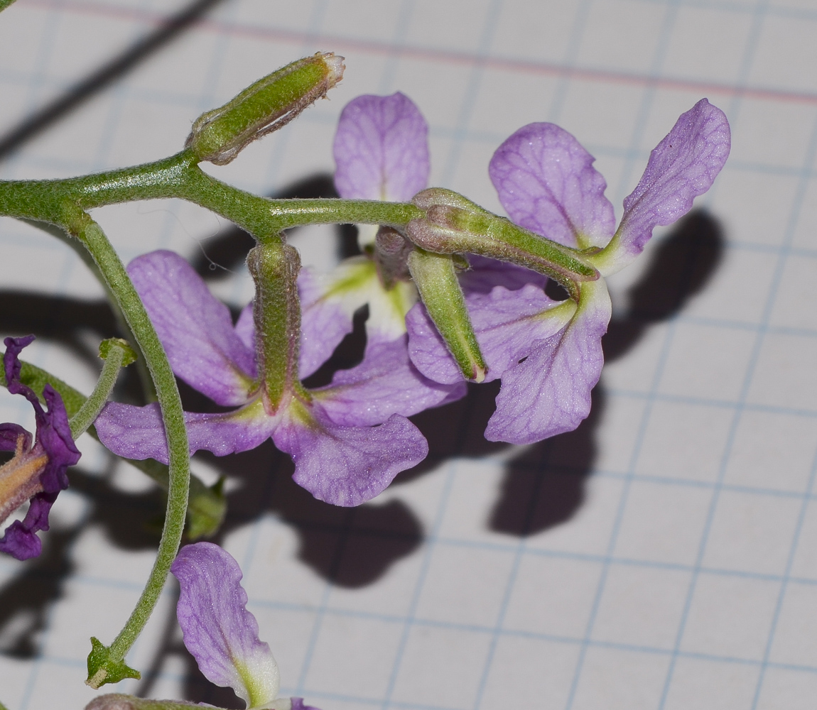 Image of Matthiola fruticulosa var. bolleana specimen.