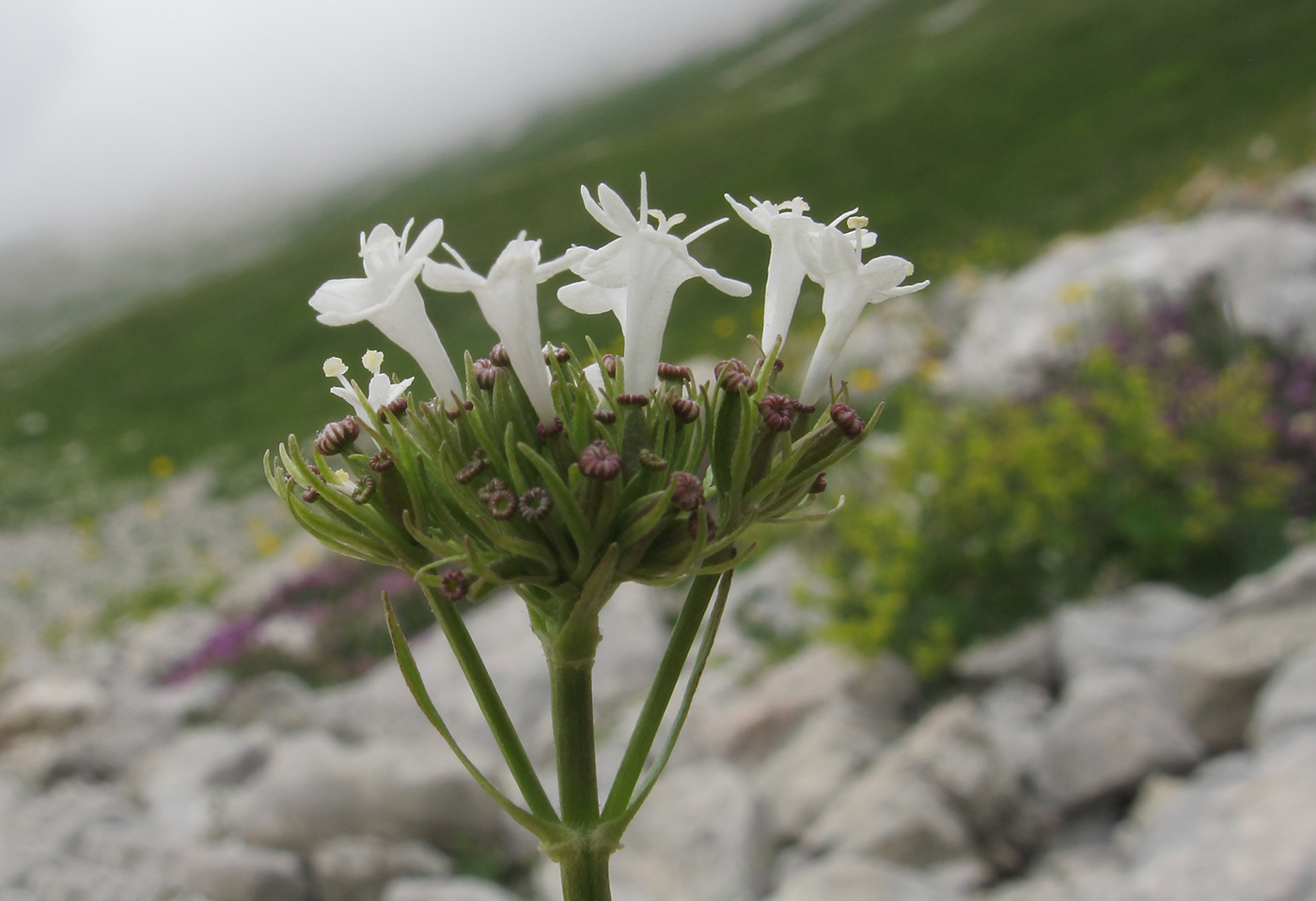 Image of Valeriana alpestris specimen.