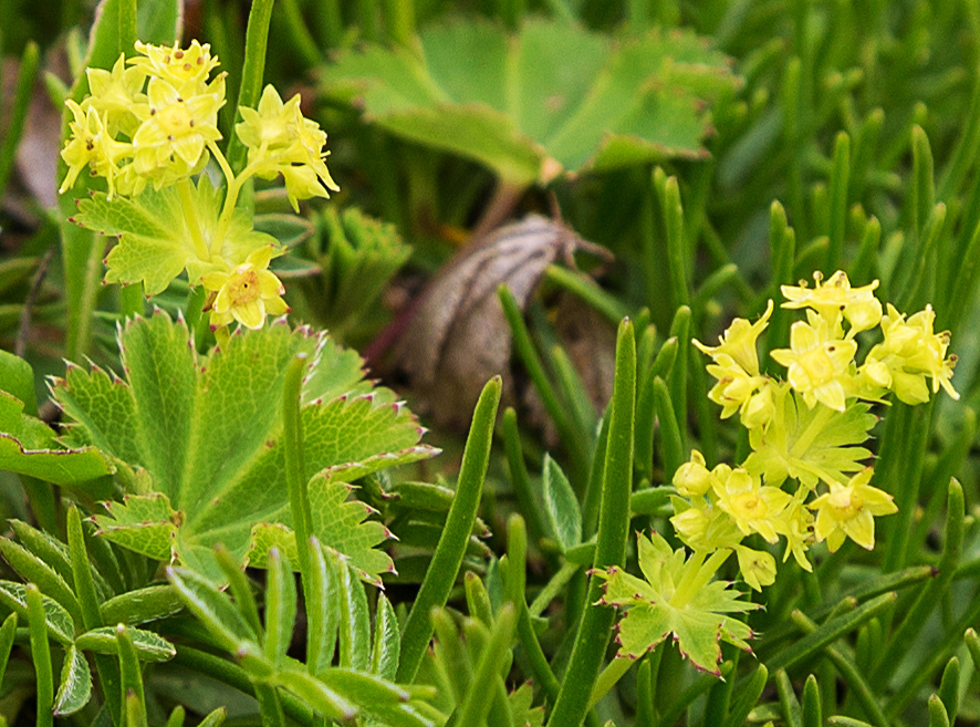 Изображение особи род Alchemilla.