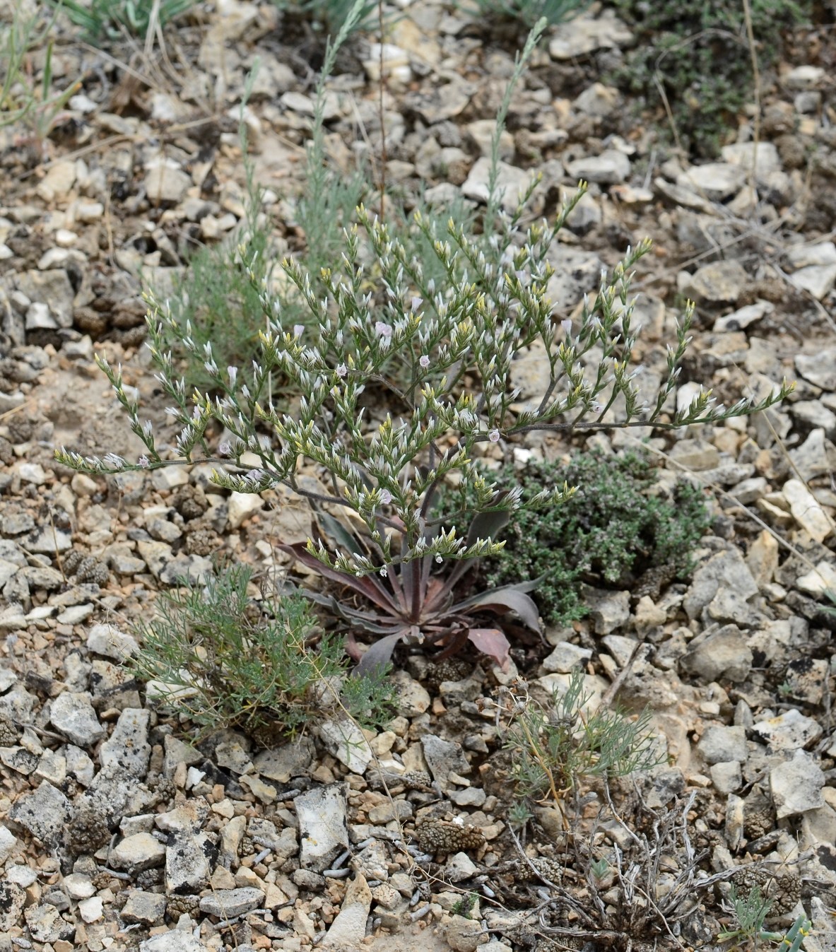 Изображение особи Goniolimon rubellum.