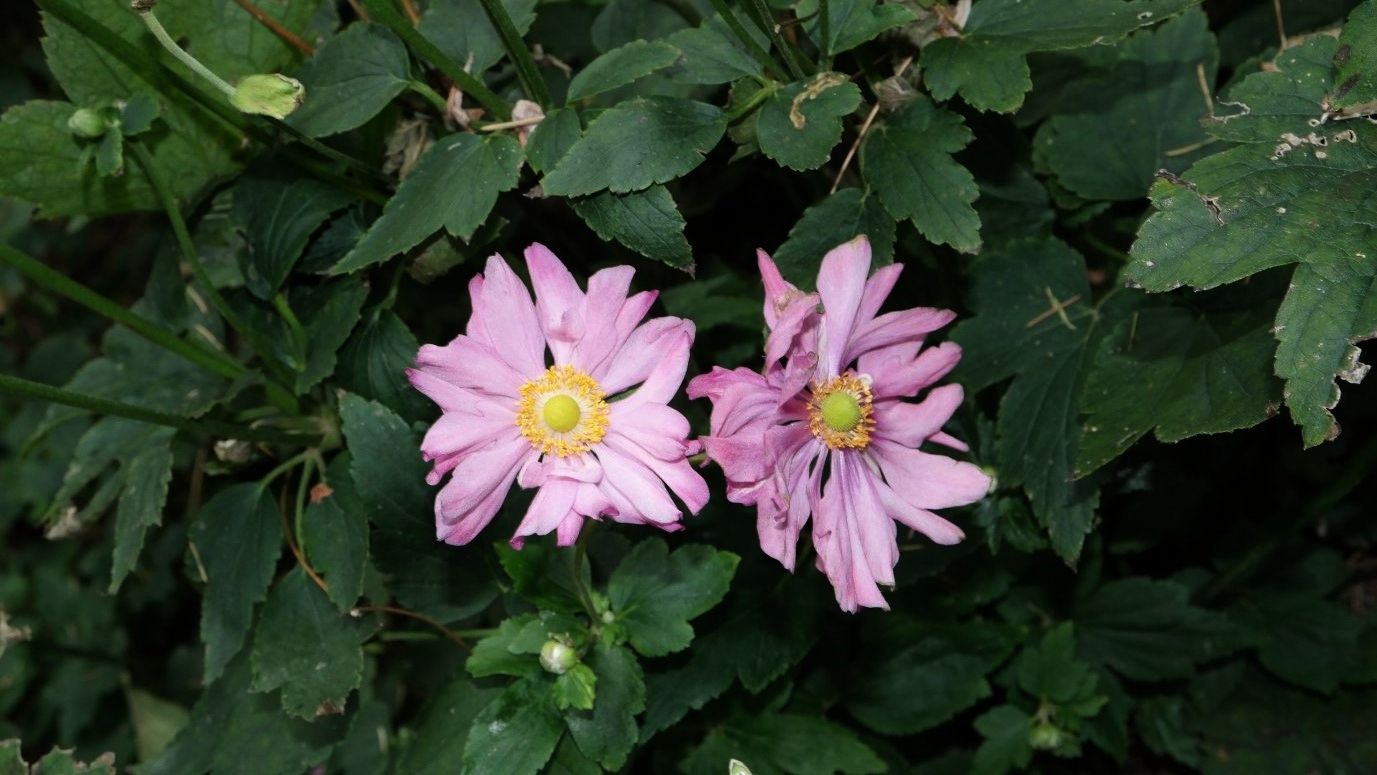 Image of Anemone hupehensis specimen.