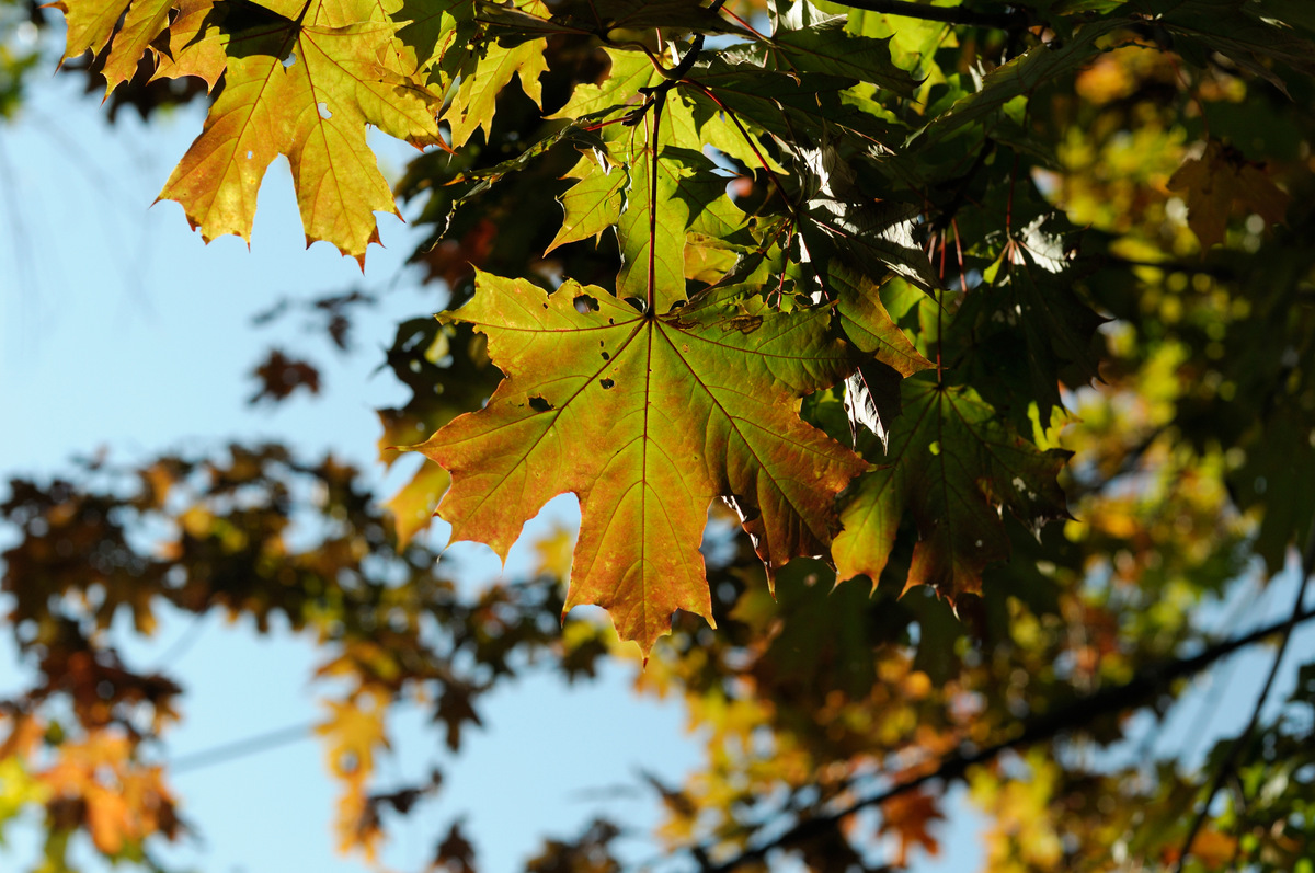 Image of Acer platanoides specimen.