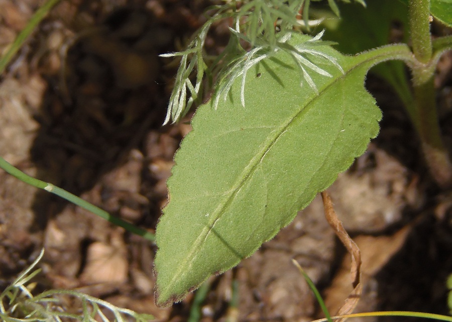 Image of Veronica orchidea specimen.