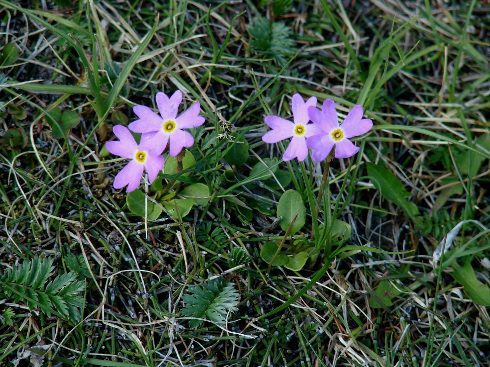 Image of Primula nutans specimen.