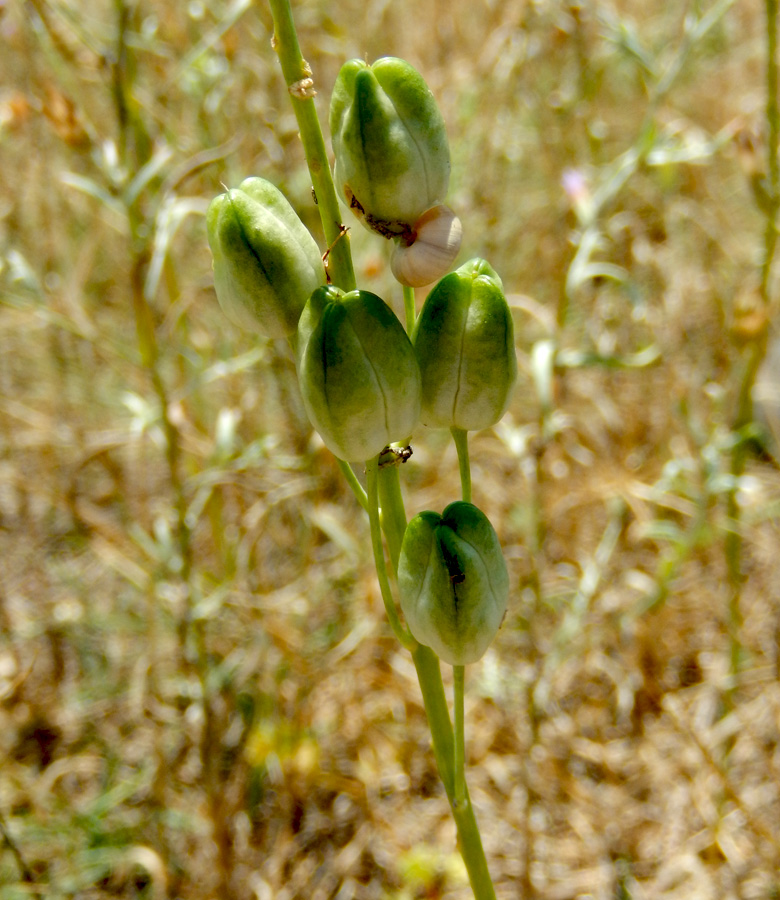 Image of Ornithogalum ponticum specimen.