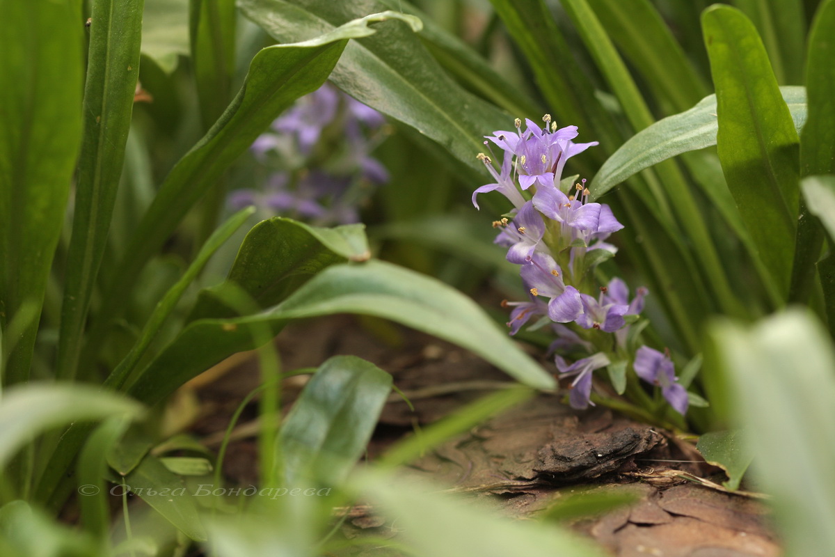 Image of Lagotis stolonifera specimen.