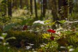 Rubus saxatilis