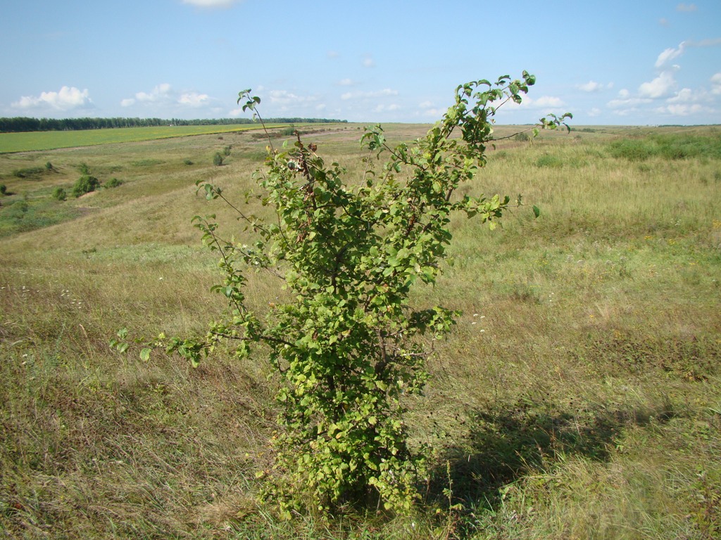 Image of Malus domestica specimen.