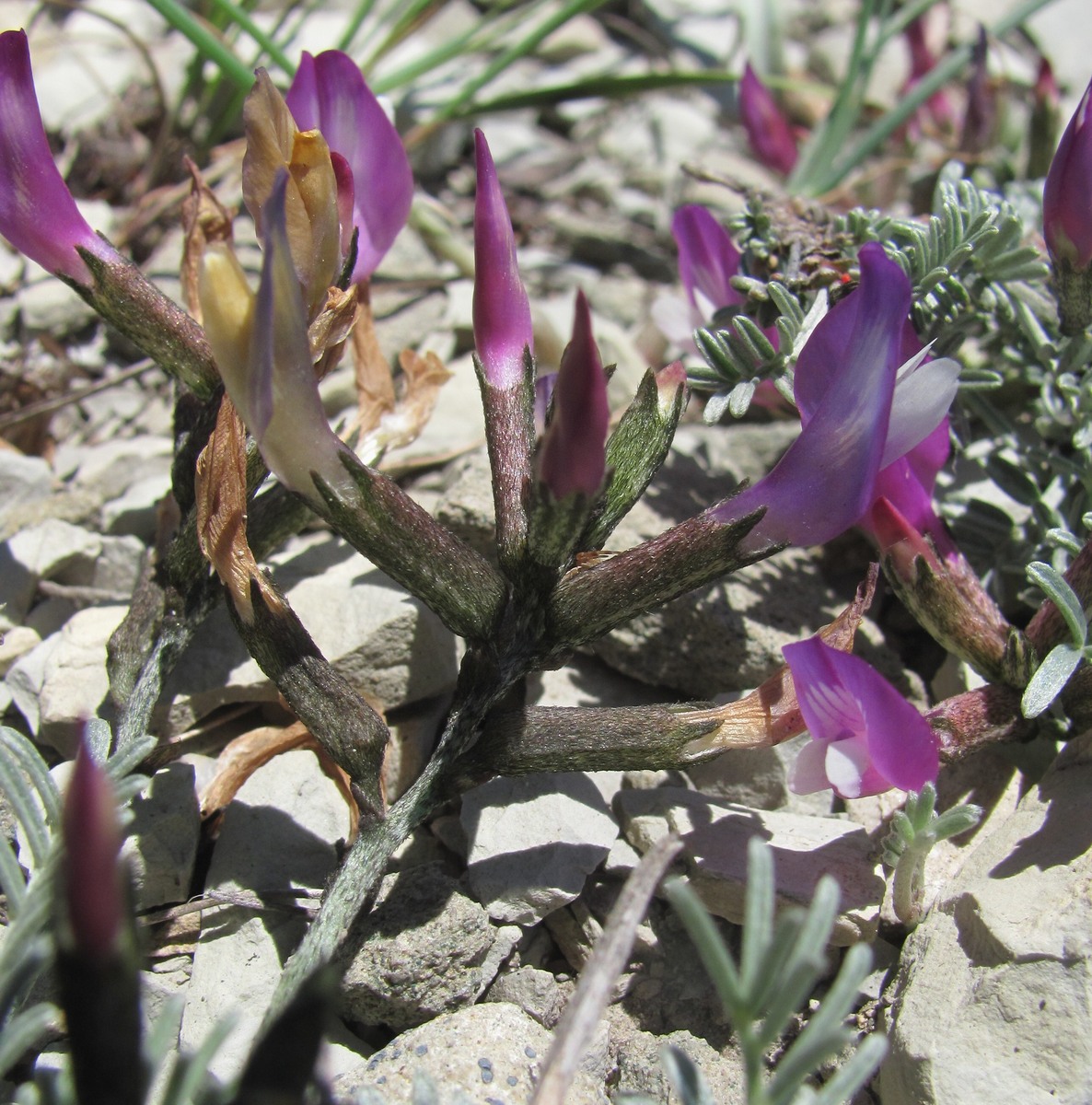 Изображение особи Astragalus subuliformis.