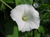 Calystegia sepium