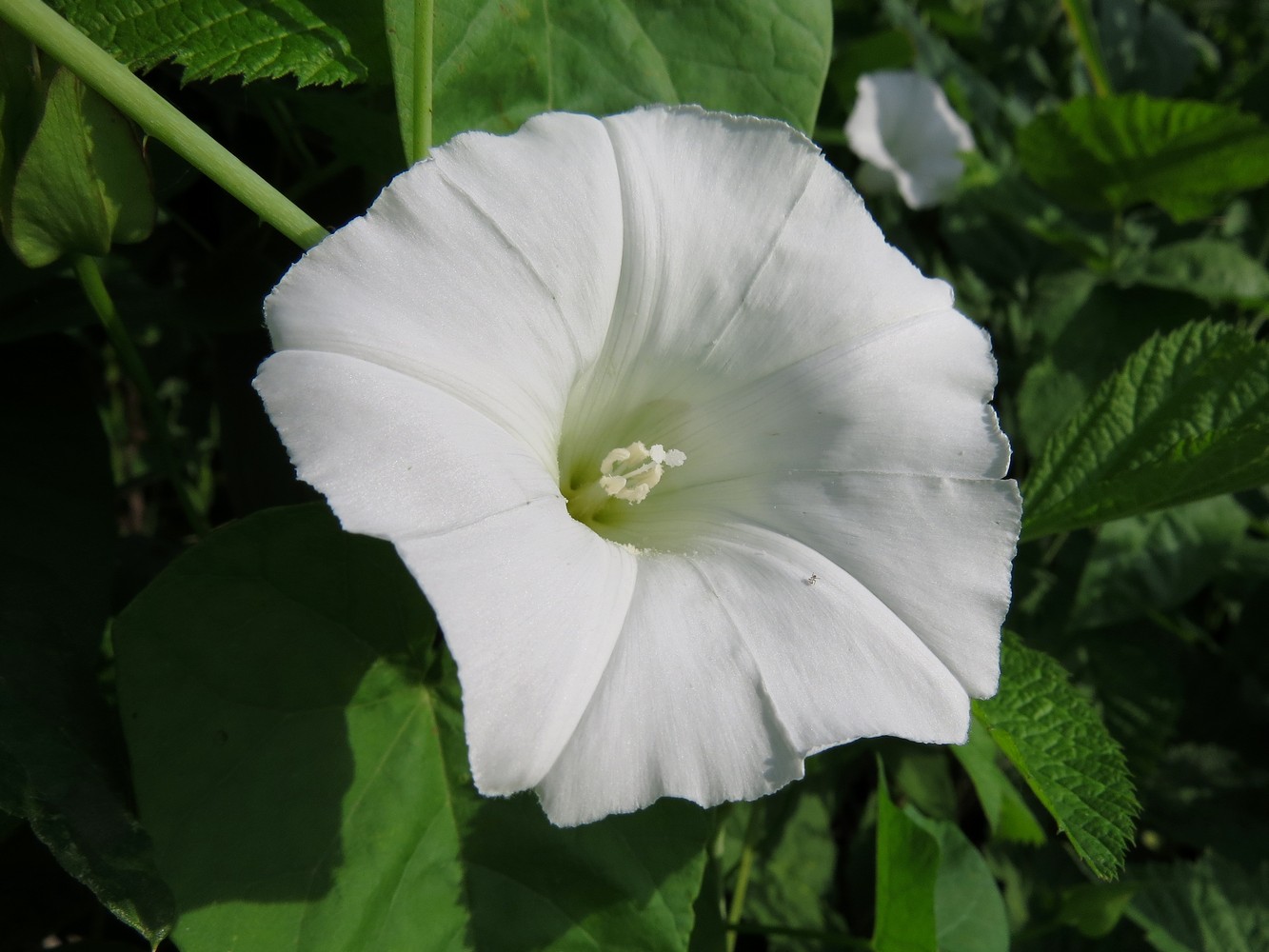 Изображение особи Calystegia sepium.