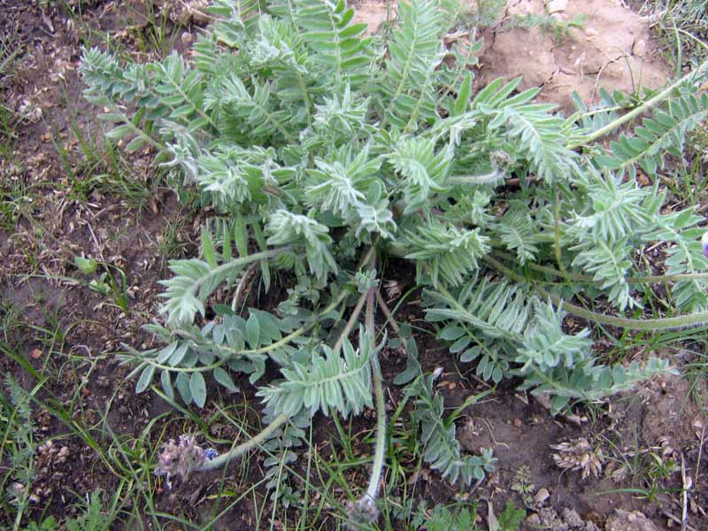 Image of genus Oxytropis specimen.