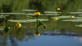 Nuphar lutea