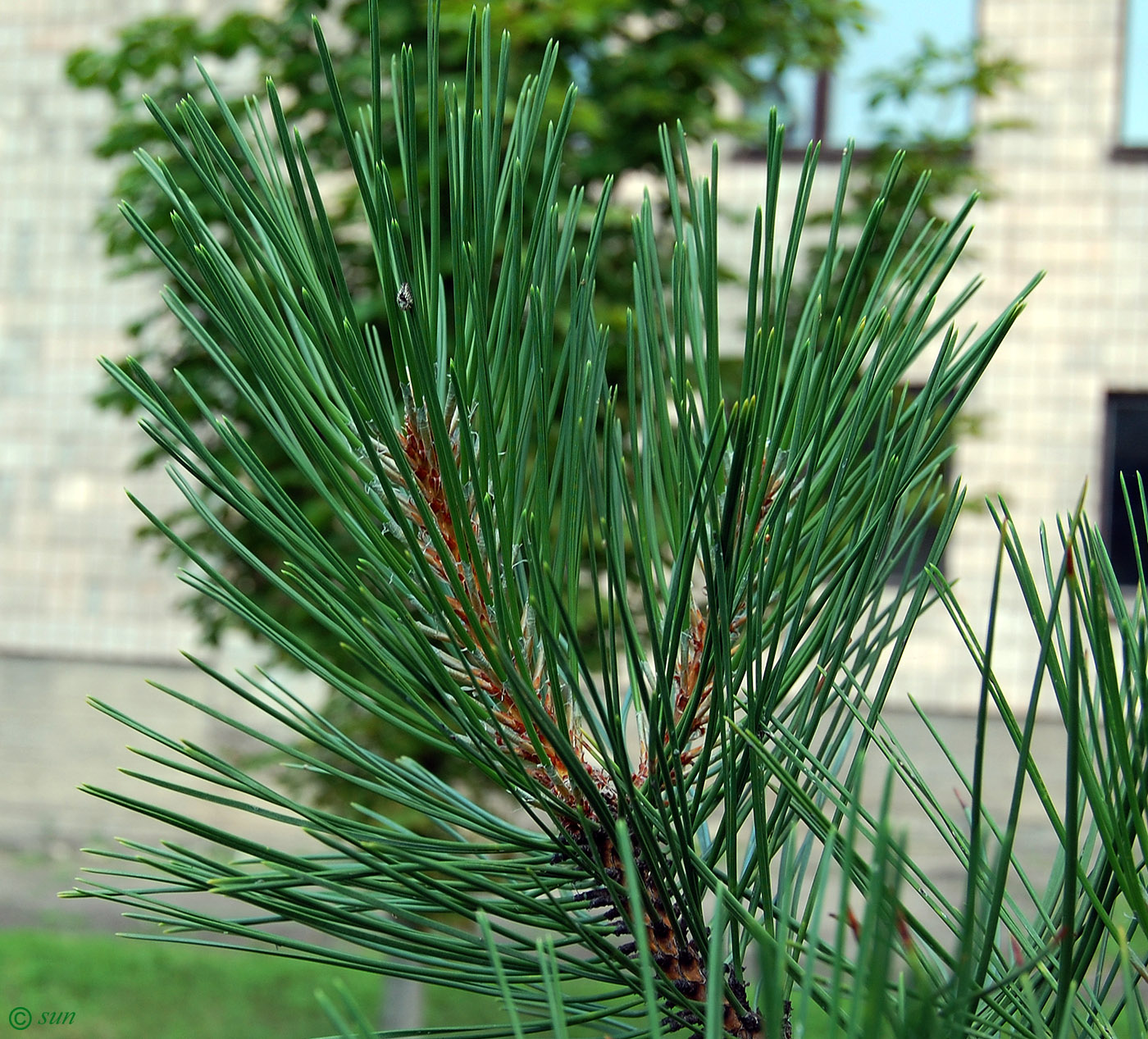 Изображение особи Pinus pallasiana.