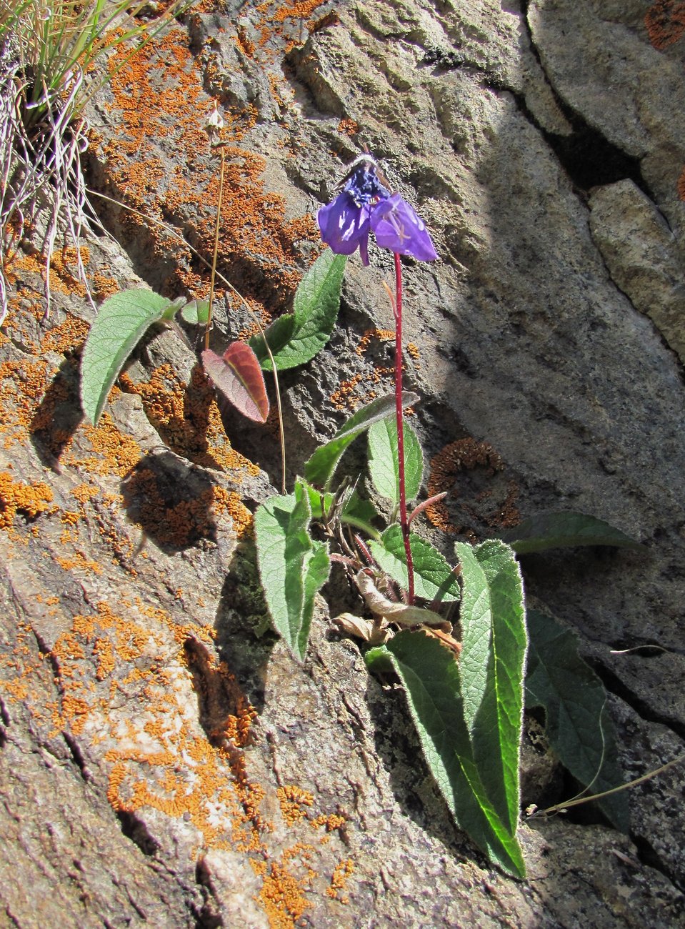 Изображение особи род Campanula.