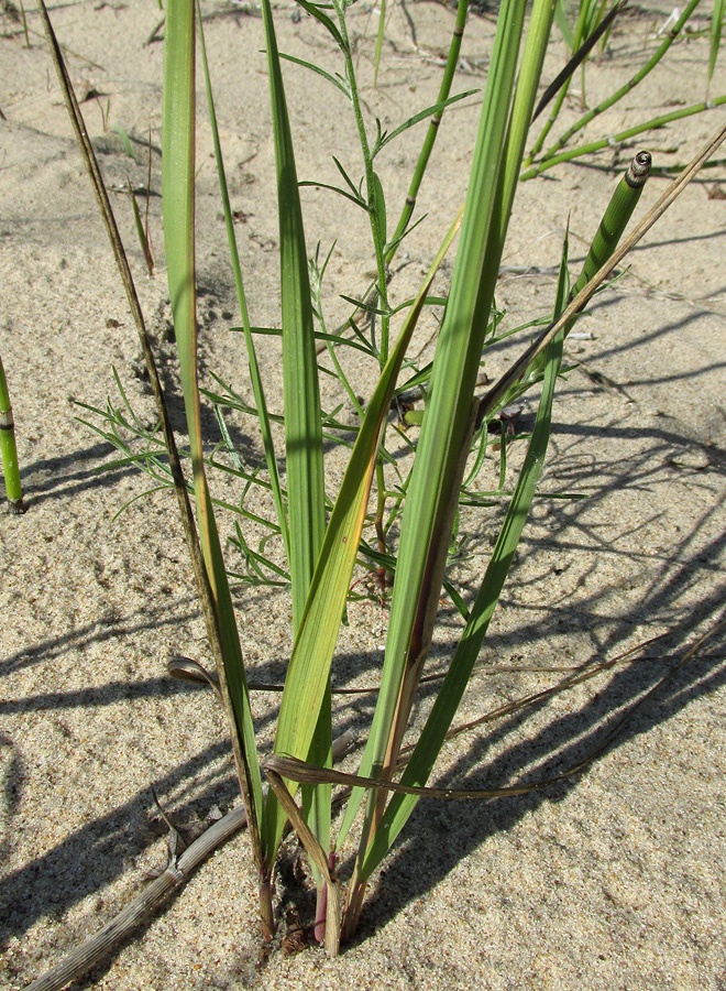 Image of Calamagrostis epigeios specimen.