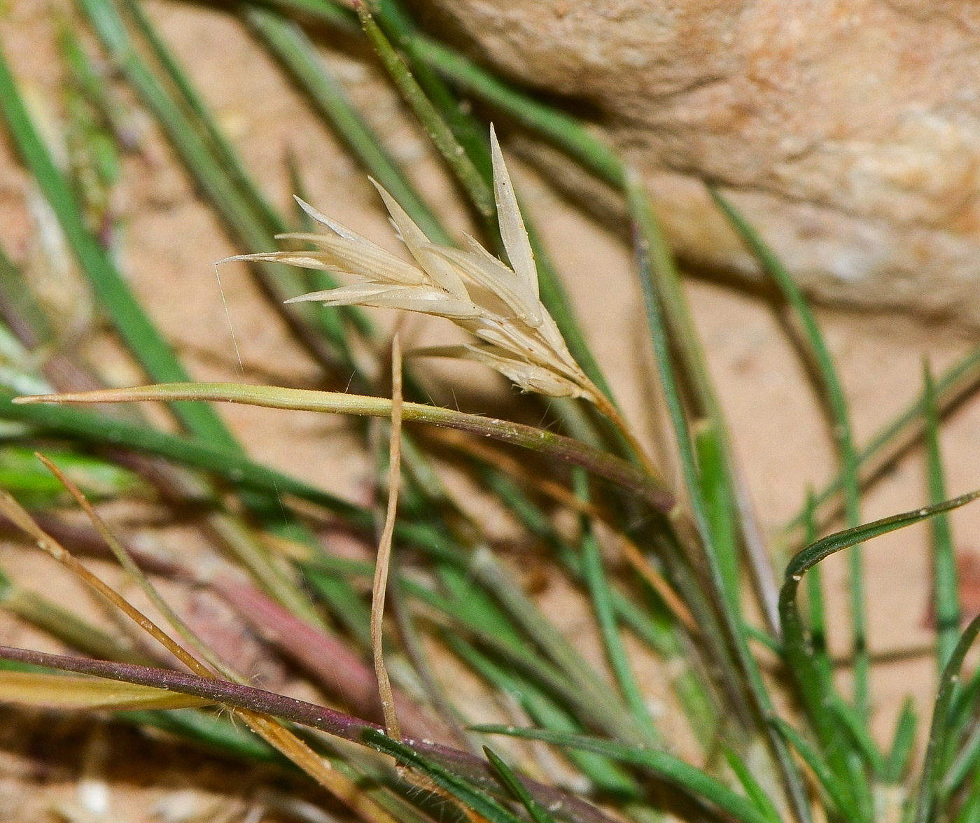 Image of Schismus arabicus specimen.