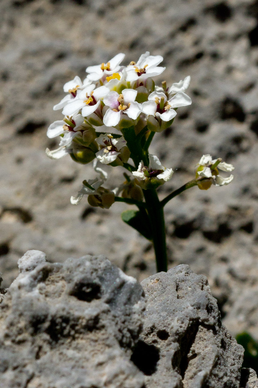 Image of Iberis sempervirens specimen.