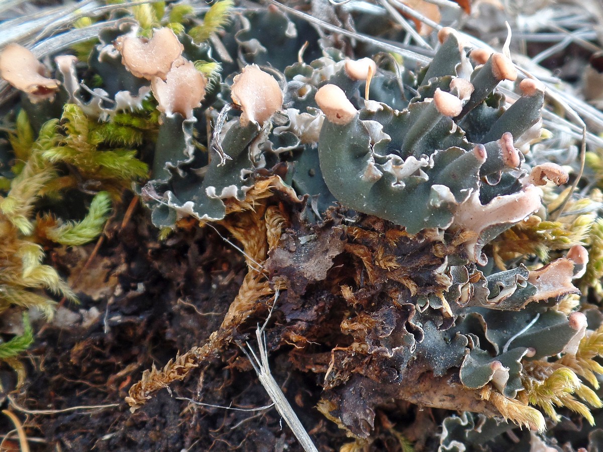 Image of genus Peltigera specimen.