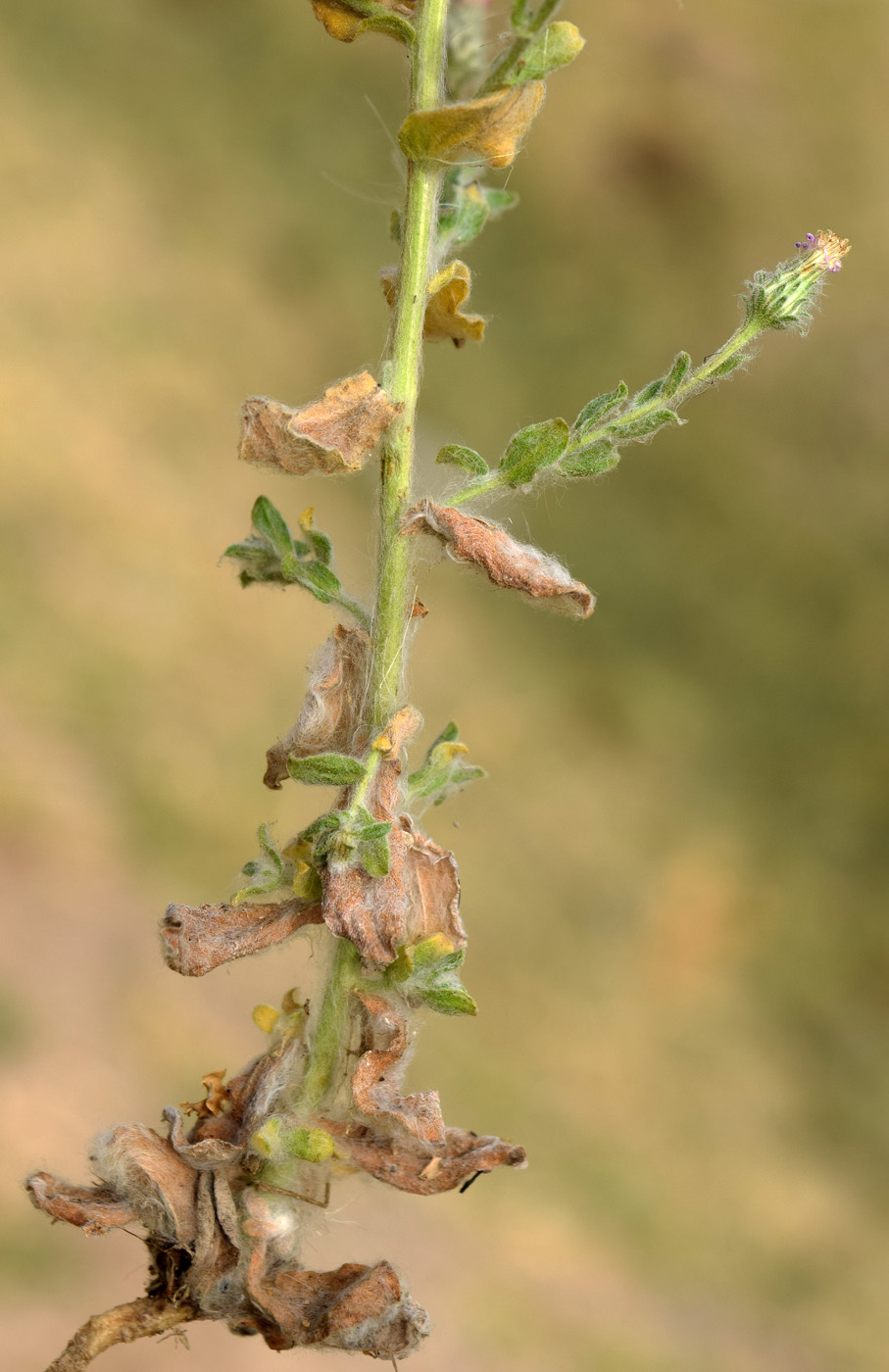 Image of Lachnophyllum gossypinum specimen.