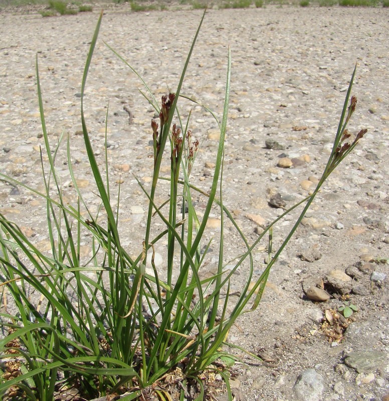 Image of Juncus gerardi specimen.