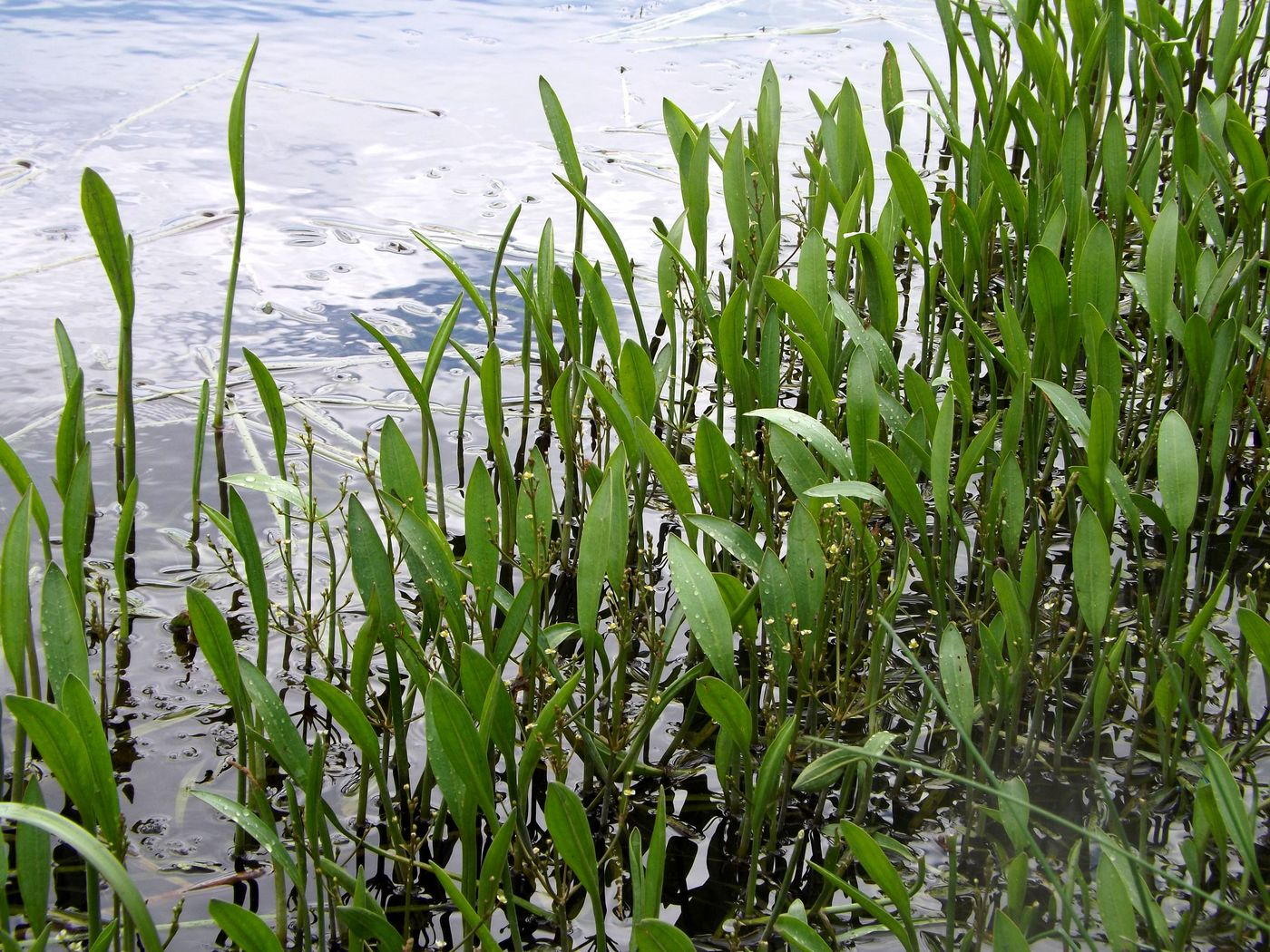 Image of Alisma gramineum specimen.