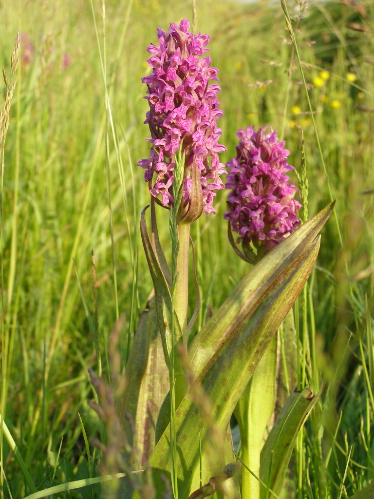 Изображение особи Dactylorhiza incarnata.