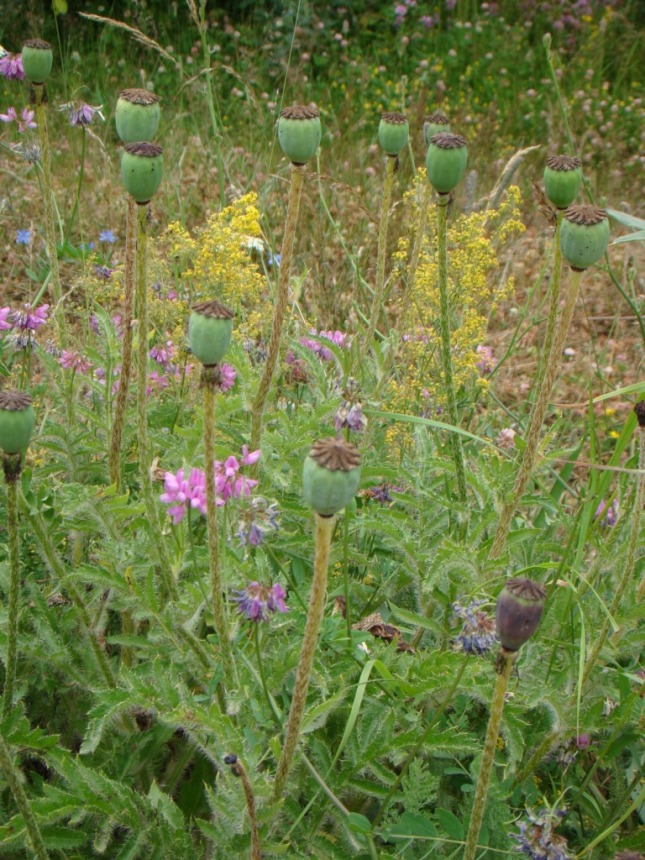 Image of Papaver setiferum specimen.