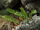 Woodsia ilvensis