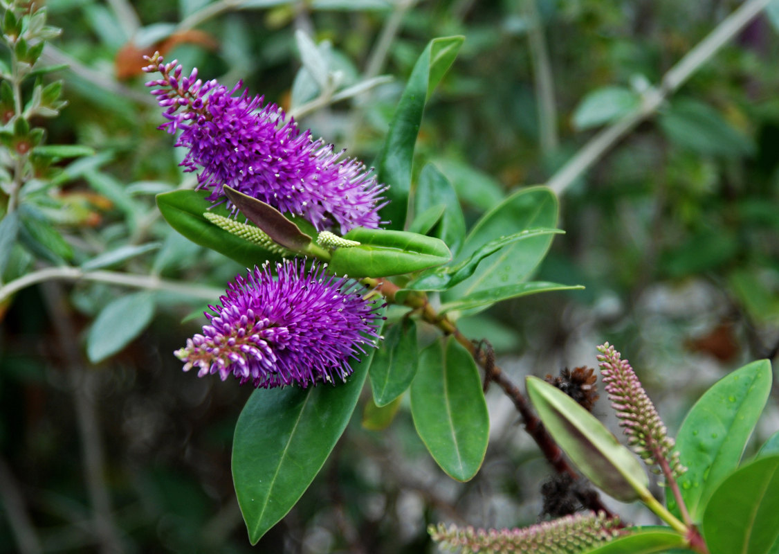 Image of genus Hebe specimen.